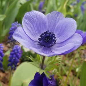 Meet your Posher, Cass